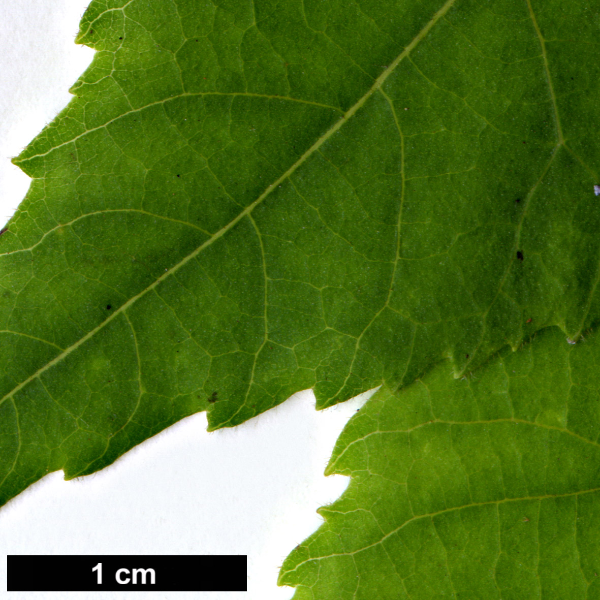High resolution image: Family: Juglandaceae - Genus: Carya - Taxon: illinoinensis × C.ovata